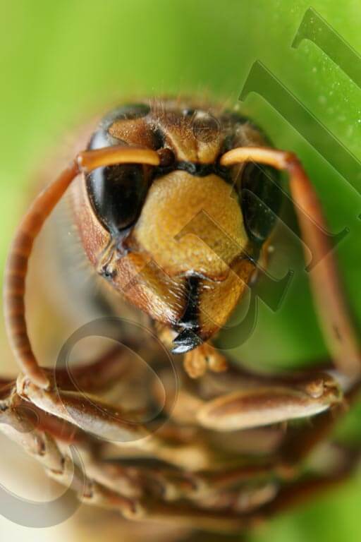 Photo Macro Abeille Objectif Sony SAL-30M28